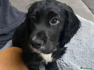 Cocker Spaniel dogs Cocker Spaniel Puppies - Advert 2