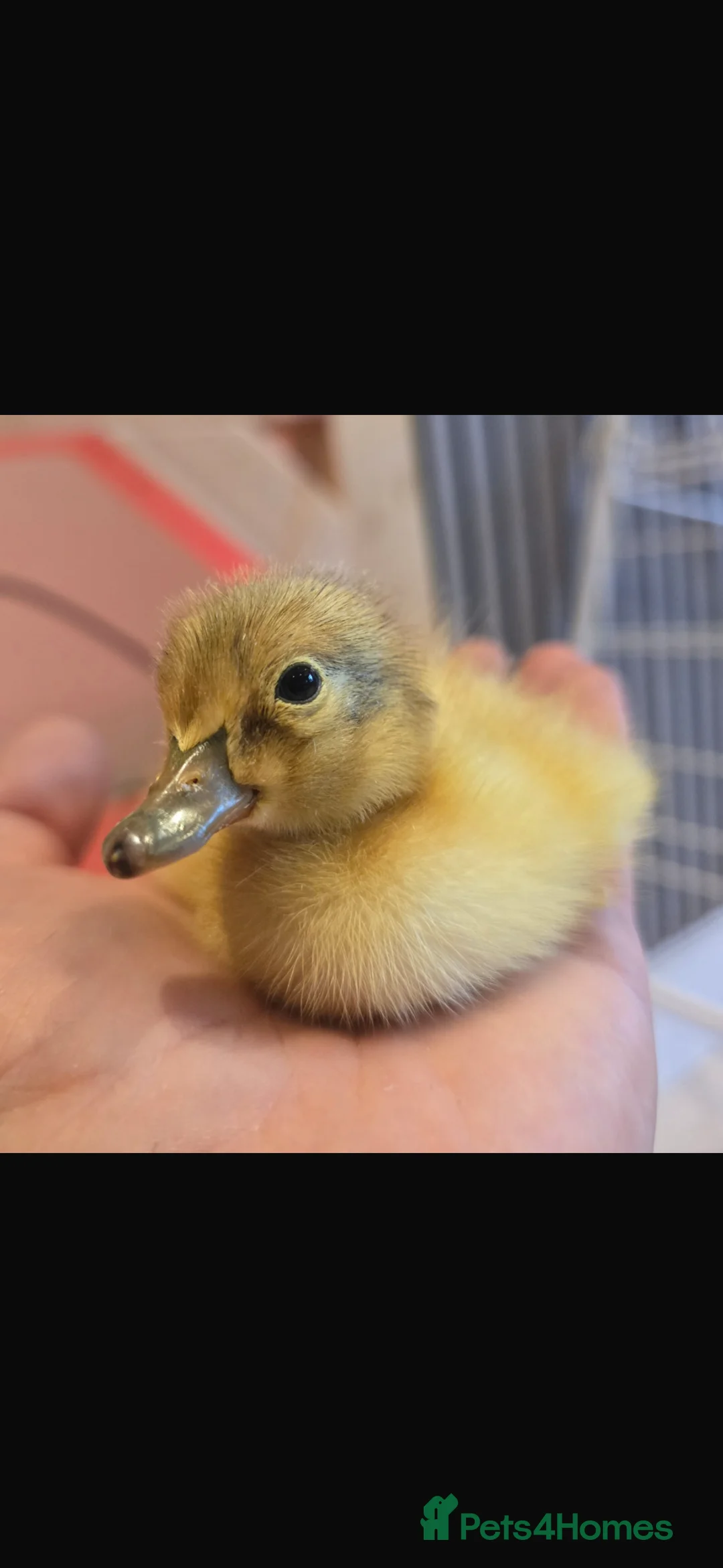 Ducks poultry for sale: Runner and Cayuga duckling  - Advert 1