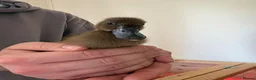 Ducks poultry for sale: 4 Khaki Campbell Ducklings - Advert 2