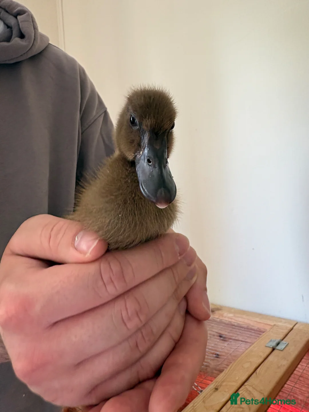 Ducks poultry for sale: 4 Khaki Campbell Ducklings - Advert 2