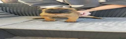Belgian Shepherd Dog dogs for sale: Belgian Malinois Puppies - Advert 9
