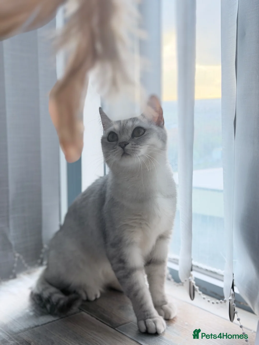 British Shorthair cats for sale: British shorthair  - Advert 2