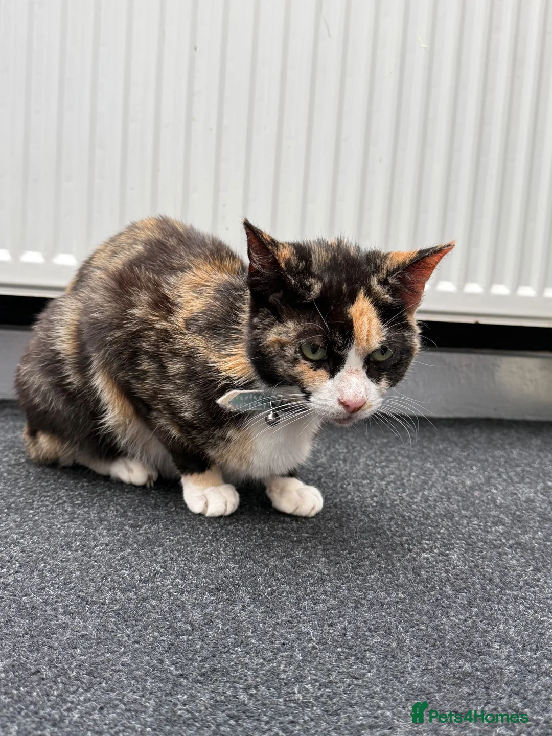 Mixed Breed cats for sale: Willow  in Keighley - Advert 2