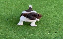 Dachshund dogs for sale: Min dachshund x teckel ( standered dachshund) - Image 27