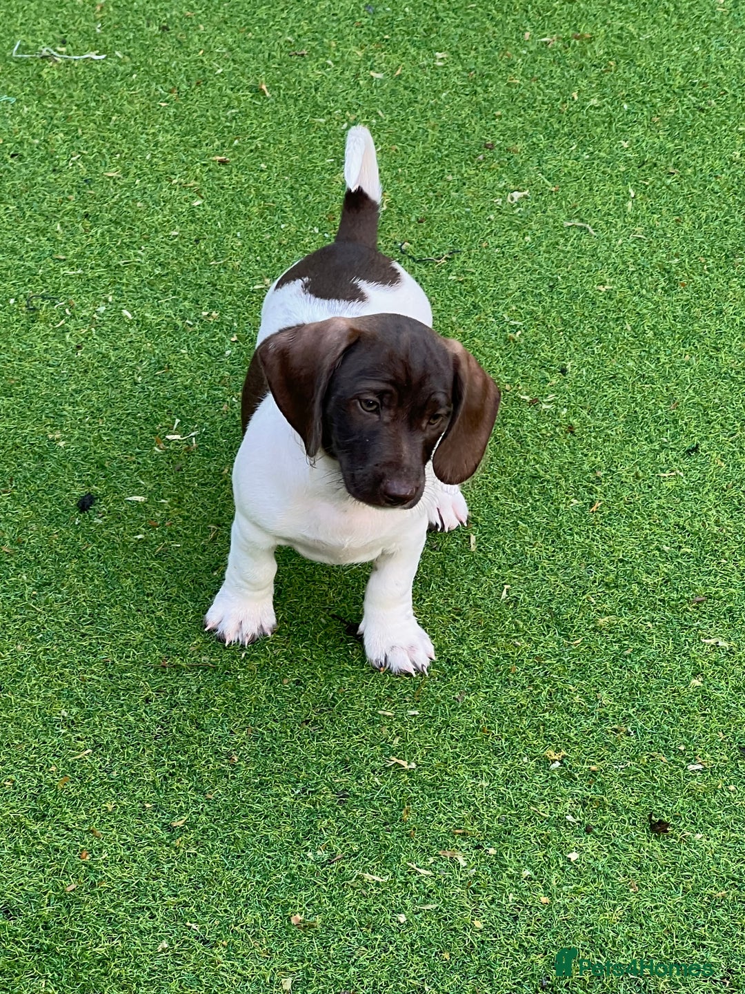 Dachshund dogs for sale: Min dachshund x teckel ( standered dachshund) - Image 27