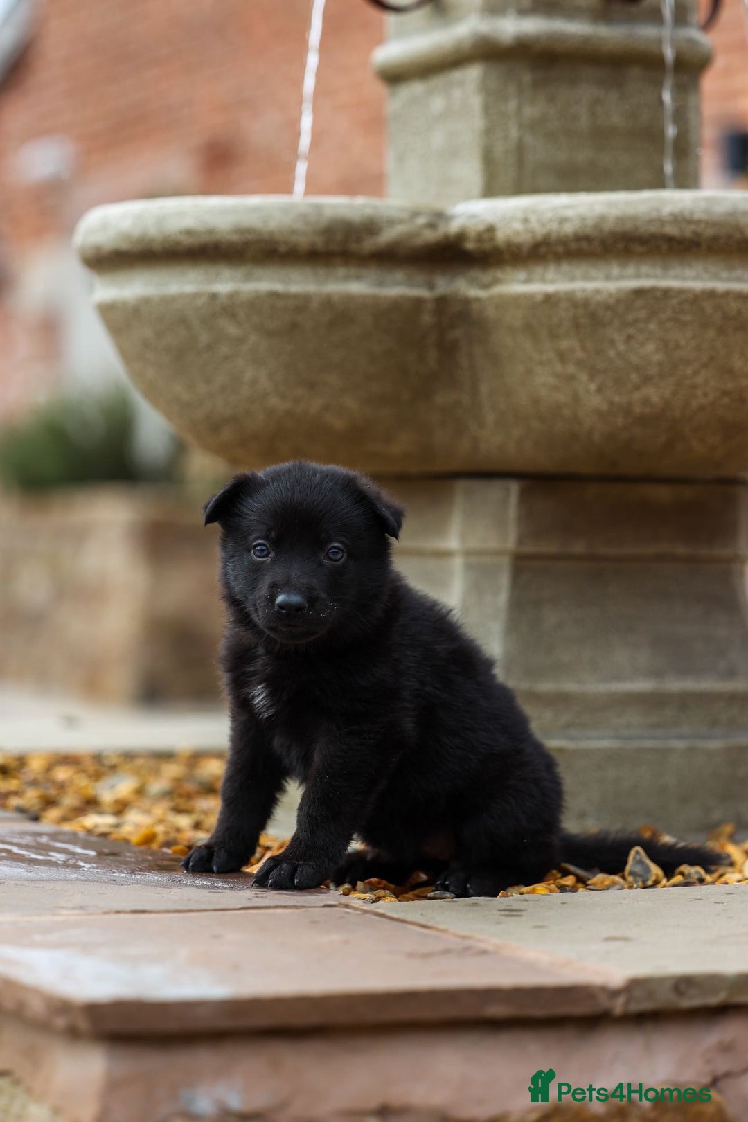German Shepherd dogs for sale: Pedigree German Shepherd pups for sale - Image 4