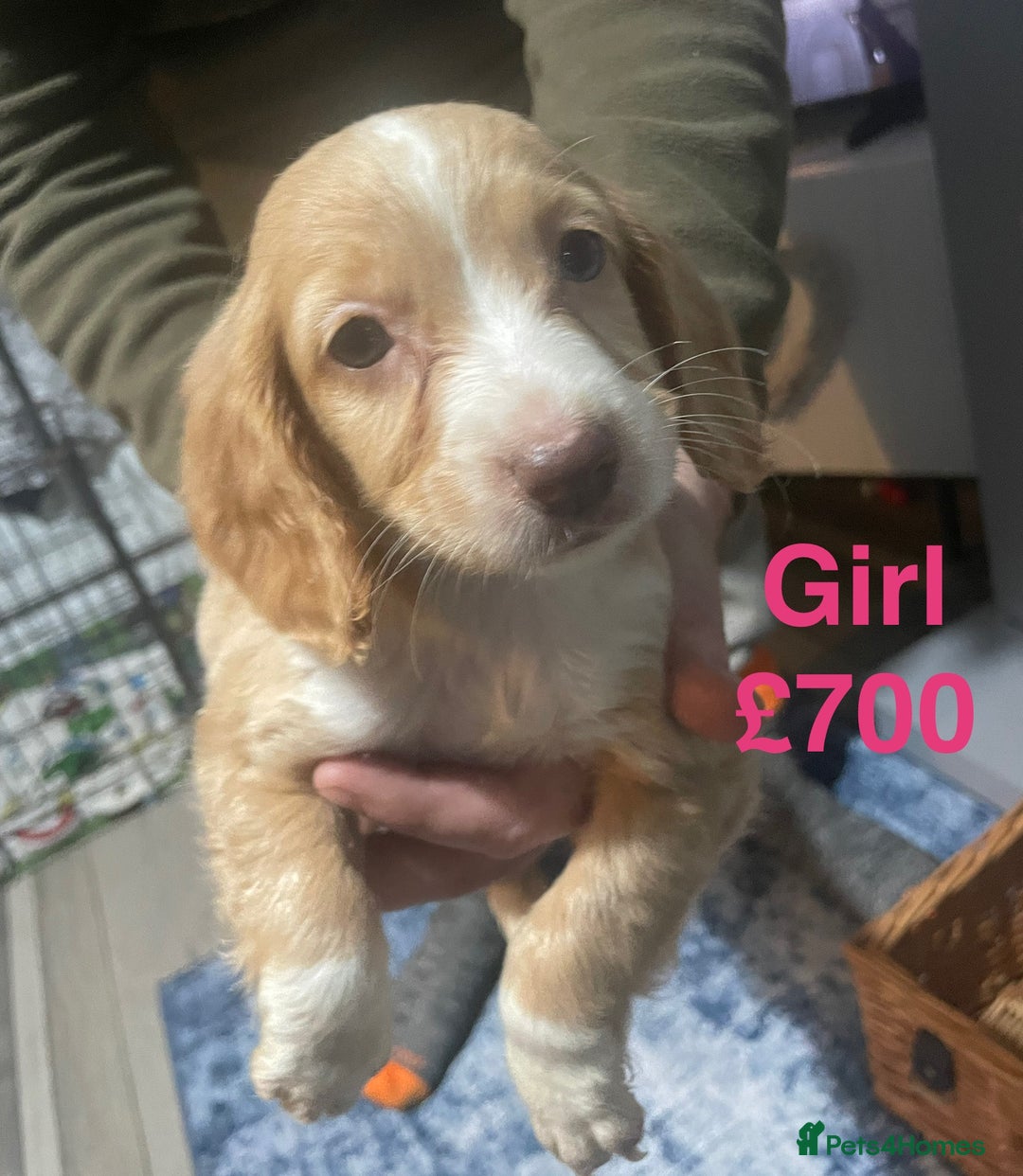 Cocker Spaniel dogs for sale: Stunning cocker spaniels puppies - Advert 8
