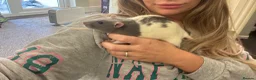 Rat rodents for sale: Two male rats, very friendly!  - Advert 7
