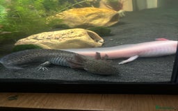 Axolotl reptiles for sale: 2 male Axolotls with full set up  - Image 5