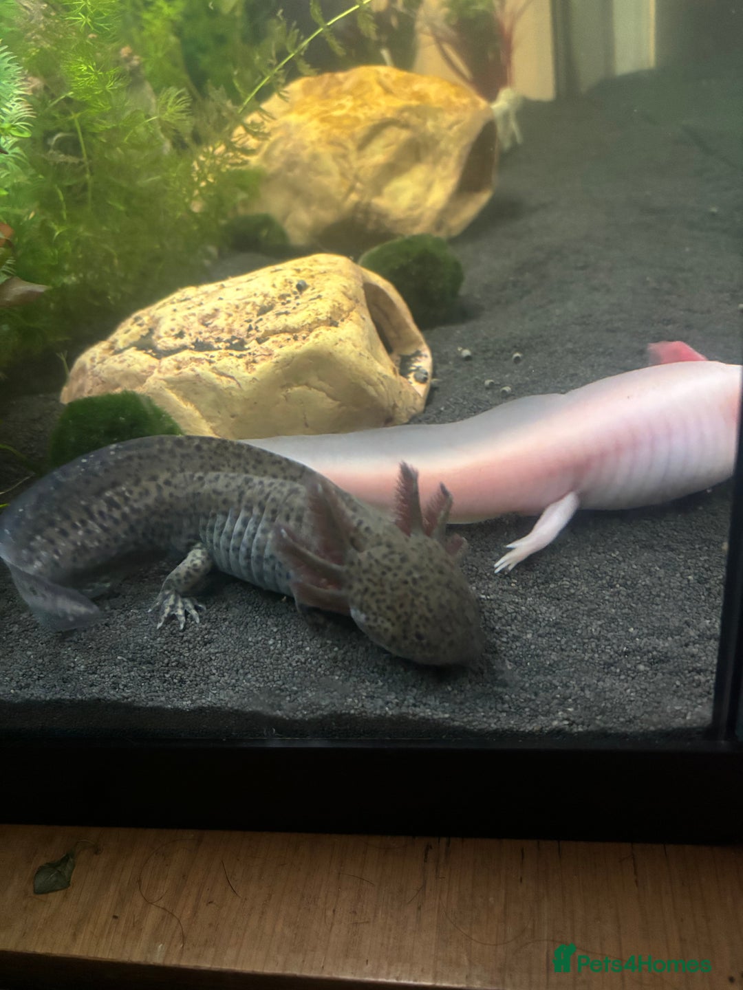 Axolotl reptiles for sale: 2 male Axolotls with full set up  - Image 5