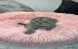 British Shorthair cats for sale: Adorable British blue Shorthair Kittens  - Image 20