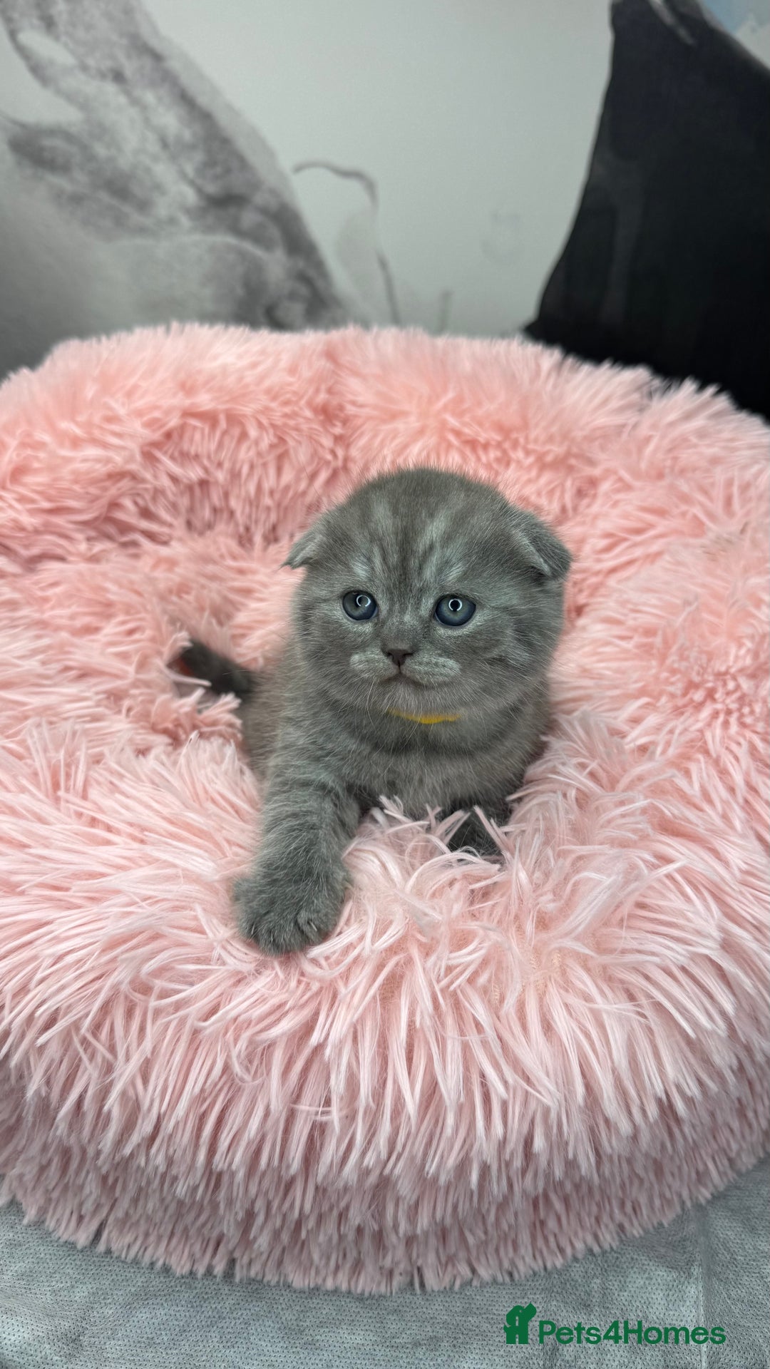 British Shorthair cats for sale: Adorable British blue Shorthair Kittens  - Image 20