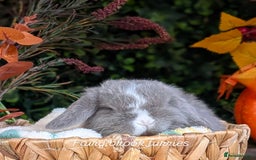 Mini Lop rabbits for sale: Mini lops  - Image 6