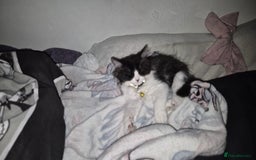Persian cats for sale: Persian cross kittens - Image 2