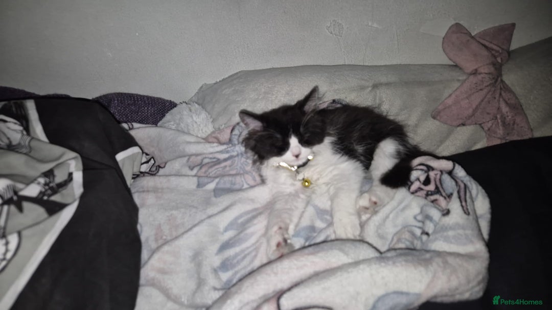 Persian cats for sale: Persian cross kittens - Image 2
