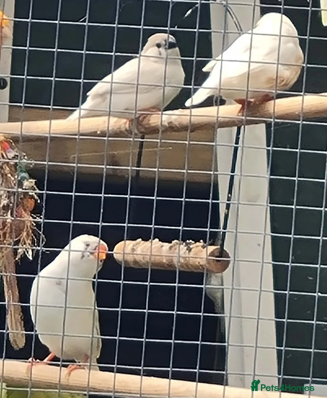 Finches birds for sale: Zebra Finches  in Walsall - Advert 2