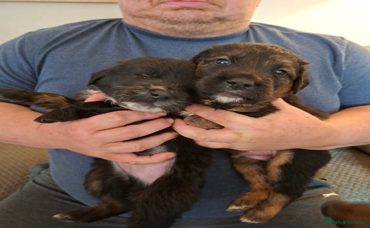 Mixed Breed dogs - Advert 1