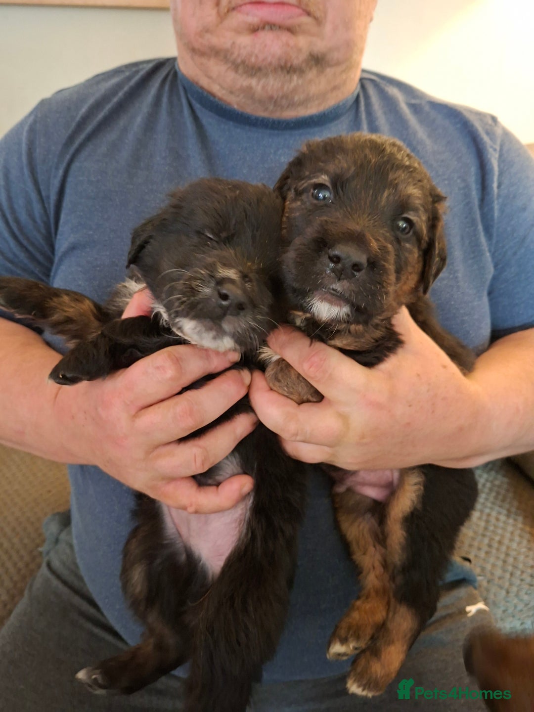 Mixed Breed dogs for sale: 1 boys left f1 border retreiver black/white left - Advert 4