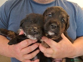 Mixed Breed dogs - Advert 3