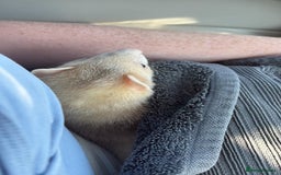 Ferret rodents for sale: 1 boy 1 girl ferrets  - Image 11