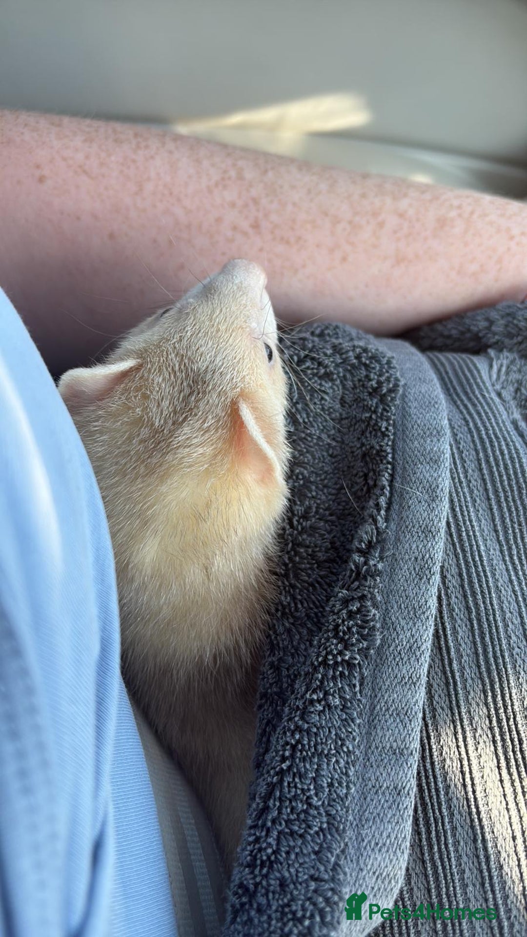 Ferret rodents for sale: 1 boy 1 girl ferrets  - Image 11