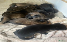 Belgian Shepherd Dog dogs for sale: Belgian Malinois Puppies - Image 2