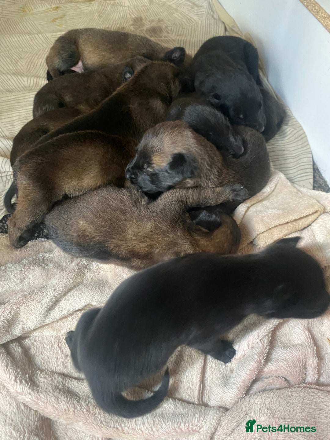 Belgian Shepherd Dog dogs for sale: Belgian Malinois Puppies - Image 2