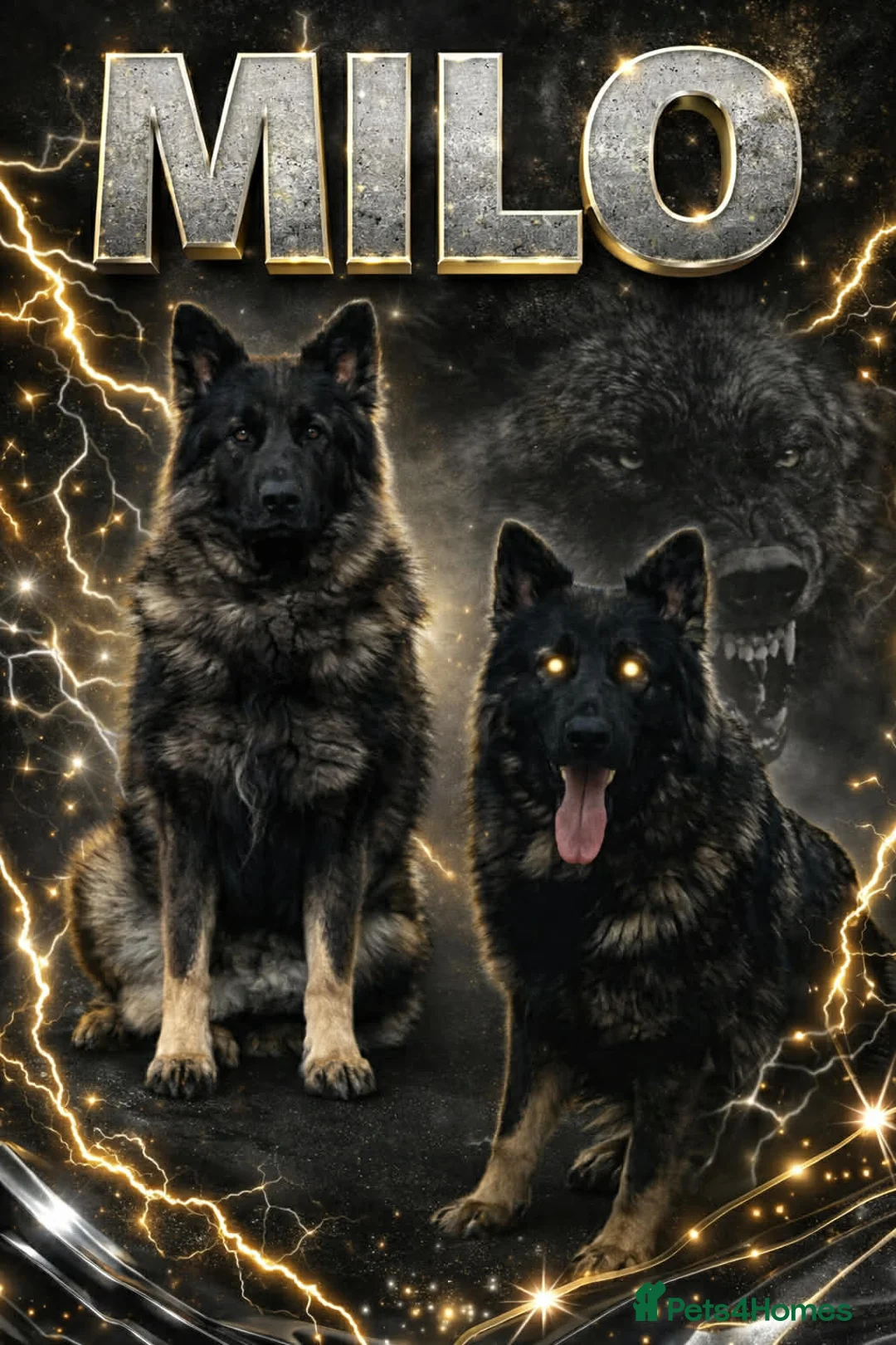 German Shepherd dogs for sale: Kc registered German shepherds  - Advert 21