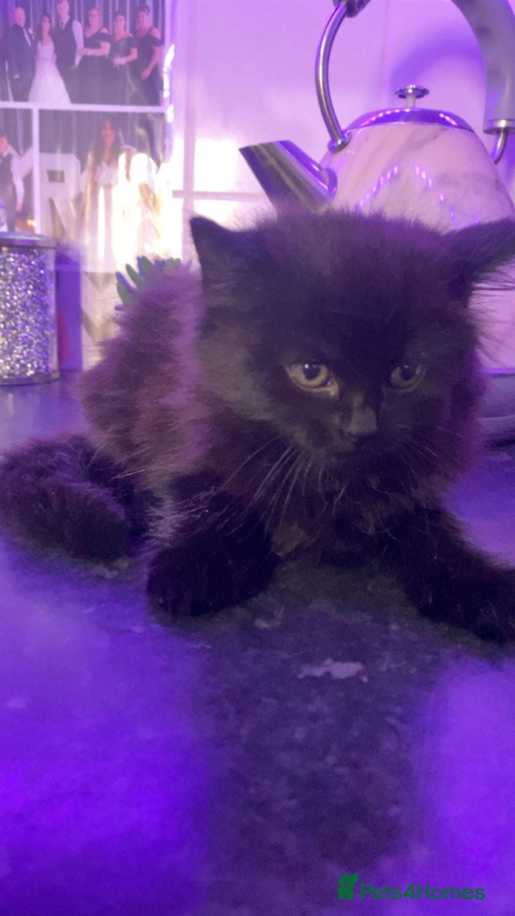 Mixed Breed cats Female all black fluffy kitten - Advert 8