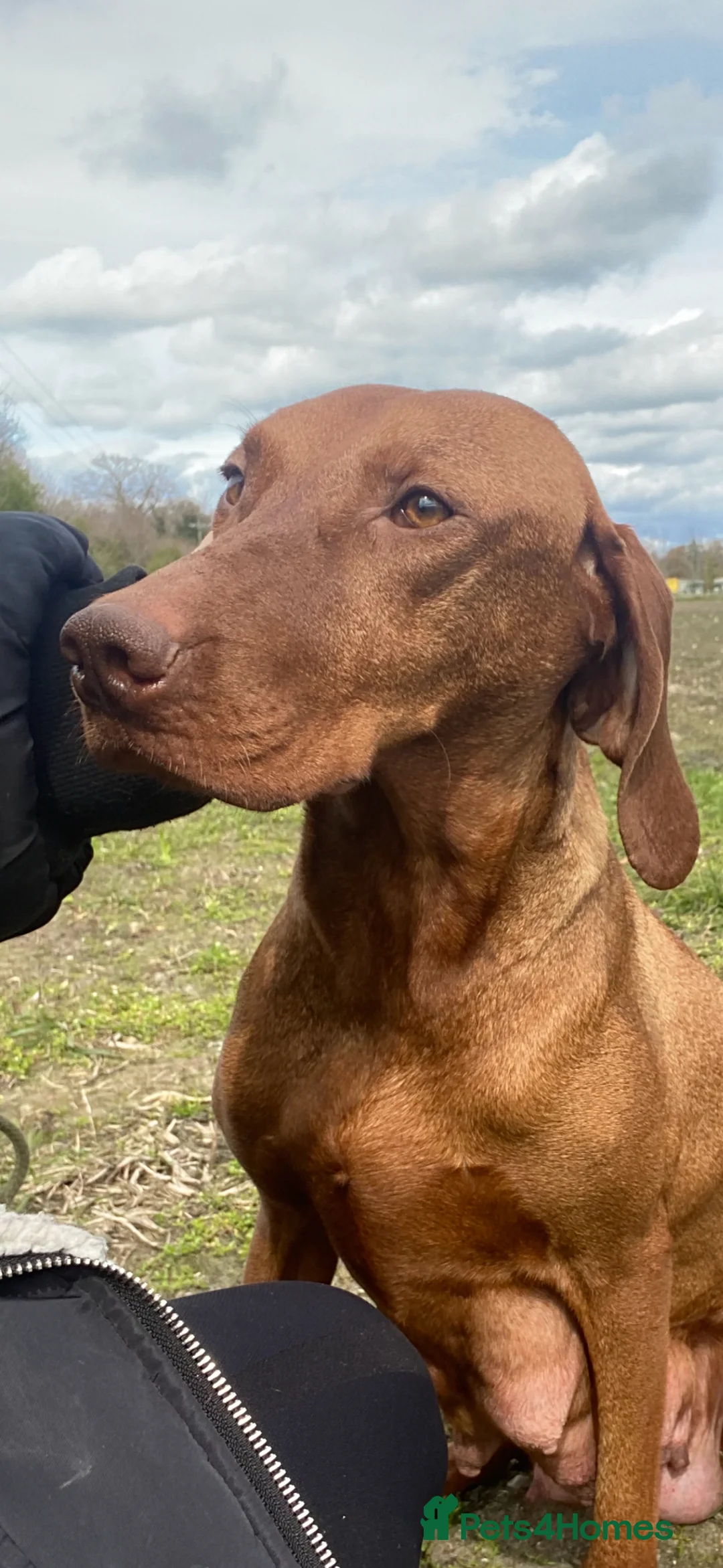 Hungarian Vizsla dogs for sale: BEAUTIFUL KC REGISTERED VIZSLA LITTER  - Advert 1
