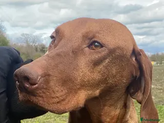 Hungarian Vizsla dogs BEAUTIFUL KC REGISTERED VIZSLA LITTER - Advert 2