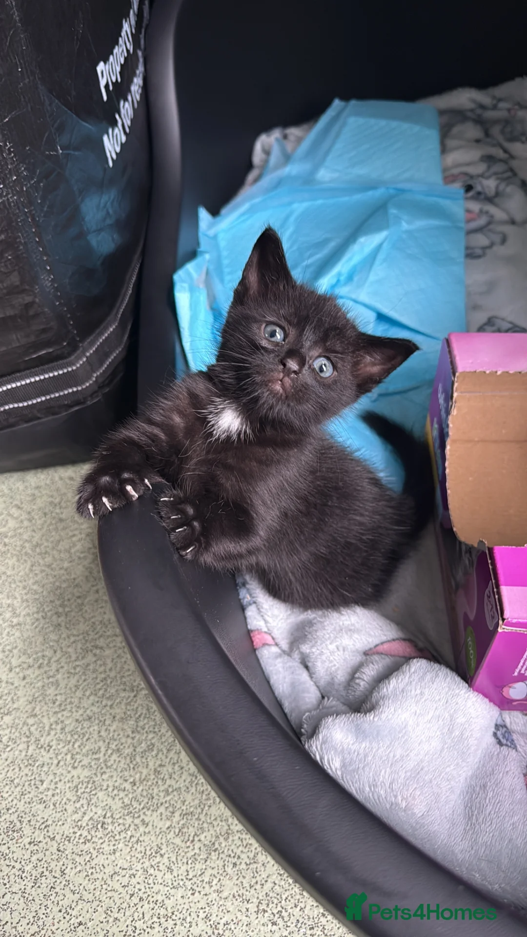 Mixed Breed cats for sale: 2 beautiful black kittens in Tavistock - Advert 11