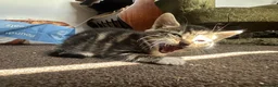 Mixed Breed cats for sale: mixed tabby kittens - Advert 18