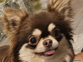 Chihuahua dogs Choc&cream chihuahua boy - Advert 5