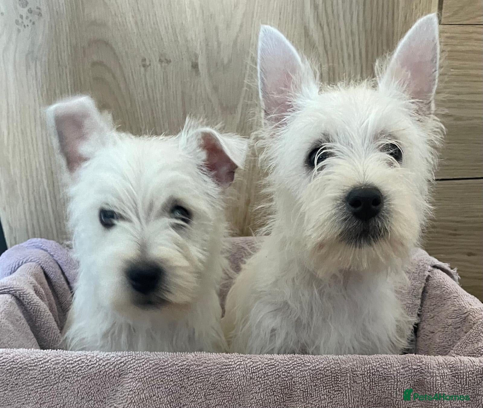 West Highland Terrier dogs Beautiful west highland terriers  - Advert 1