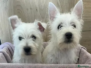 West Highland Terrier dogs Beautiful west highland terriers - Advert 1