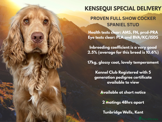 Cocker Spaniel dogs in Tonbridge - Advert 19