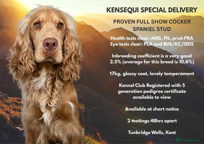 Cocker Spaniel dogs in Tonbridge - Advert 11