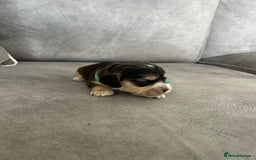 Cocker Spaniel dogs for sale: ✨show type cocker spaniel ✨ - Image 12