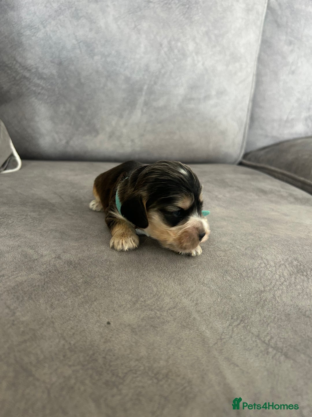 Cocker Spaniel dogs for sale: ✨show type cocker spaniel ✨ - Image 12