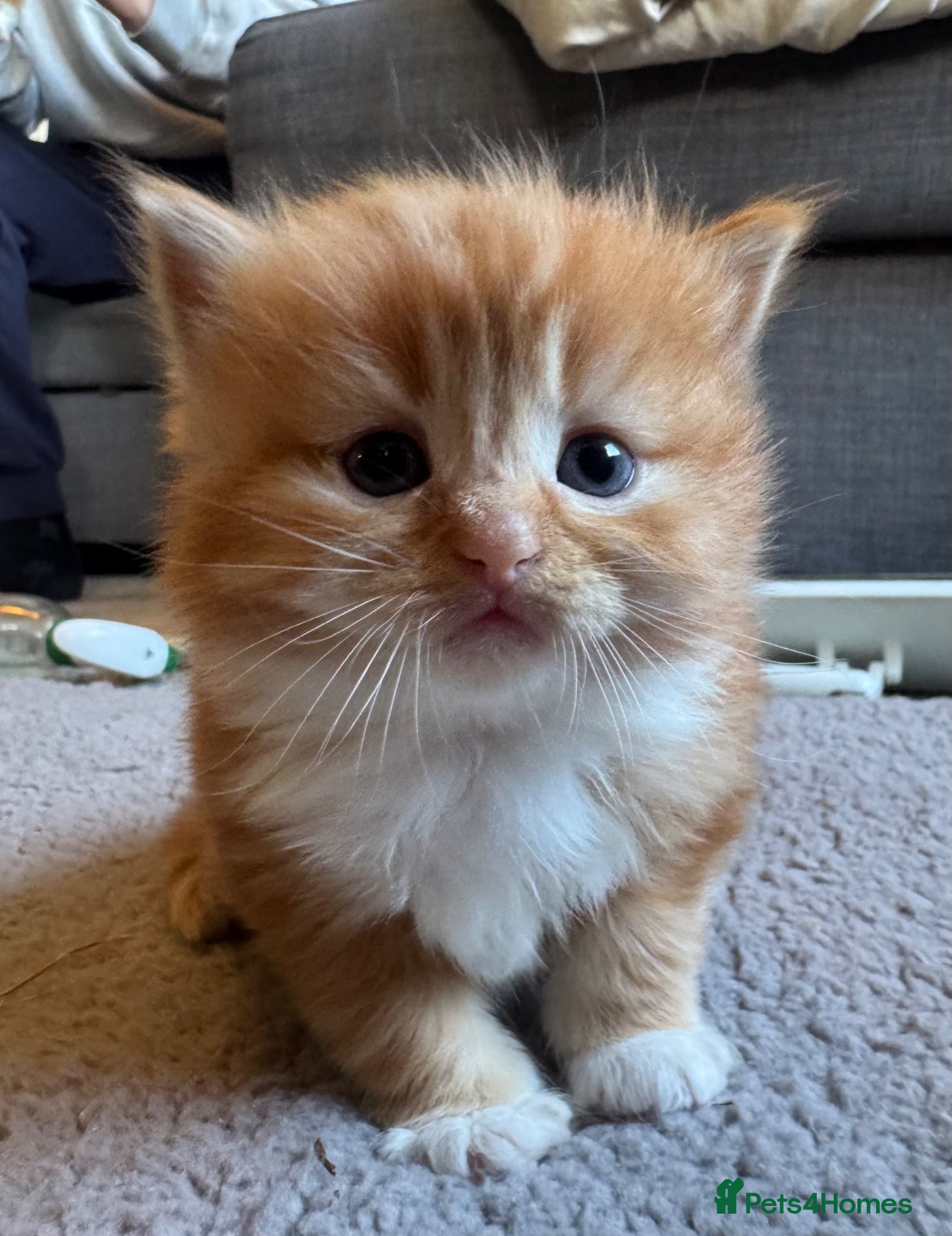 Ragdoll cats Flame point Ragdoll Mix - Advert 3