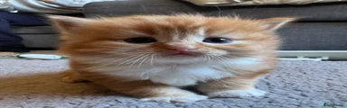 Ragdoll Kitten 1