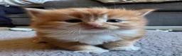 Ragdoll cats for sale: Flame point Ragdoll Mix - Advert 1