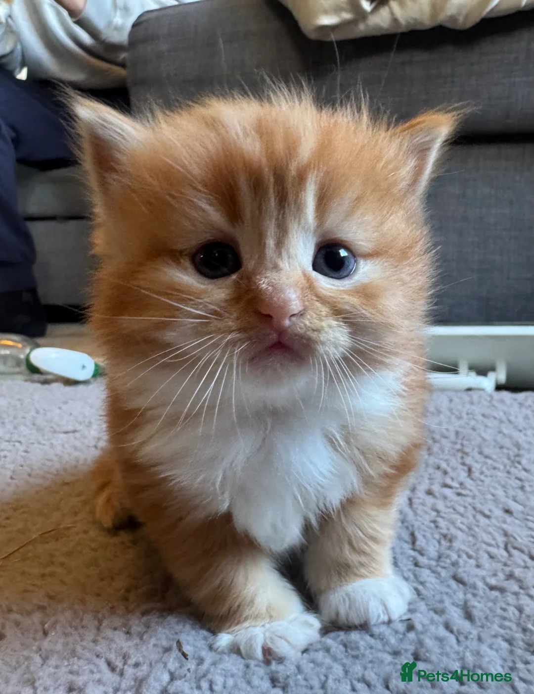 Ragdoll cats for sale: Flame point Ragdoll Mix - Advert 1