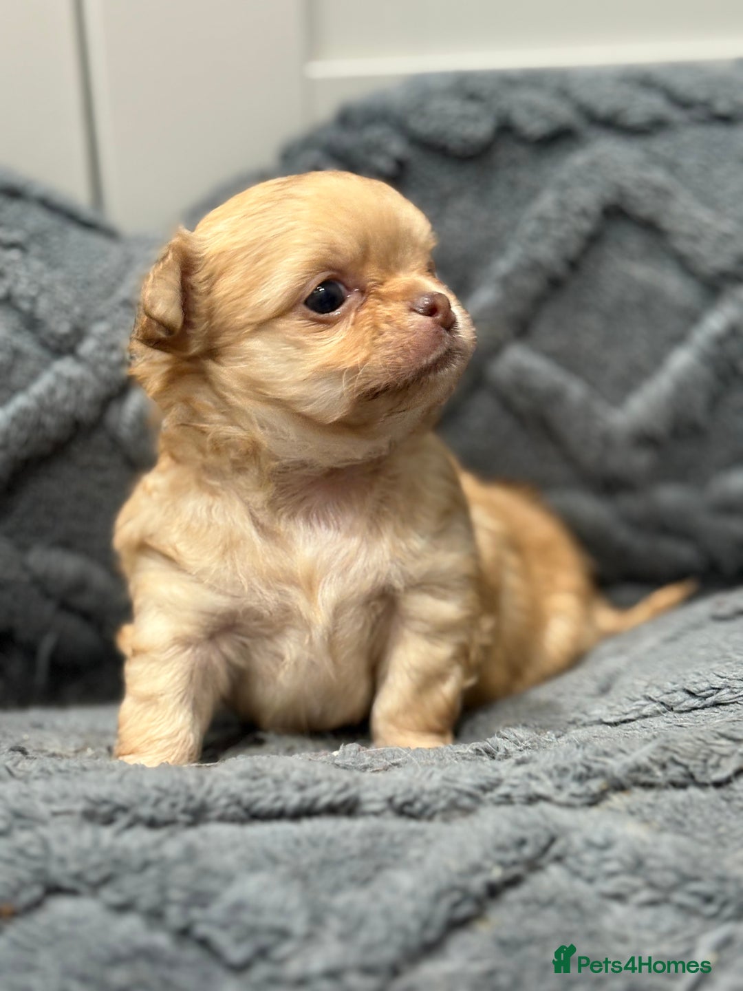 Chihuahua dogs for sale: Merle chihuahua boy  - Advert 6