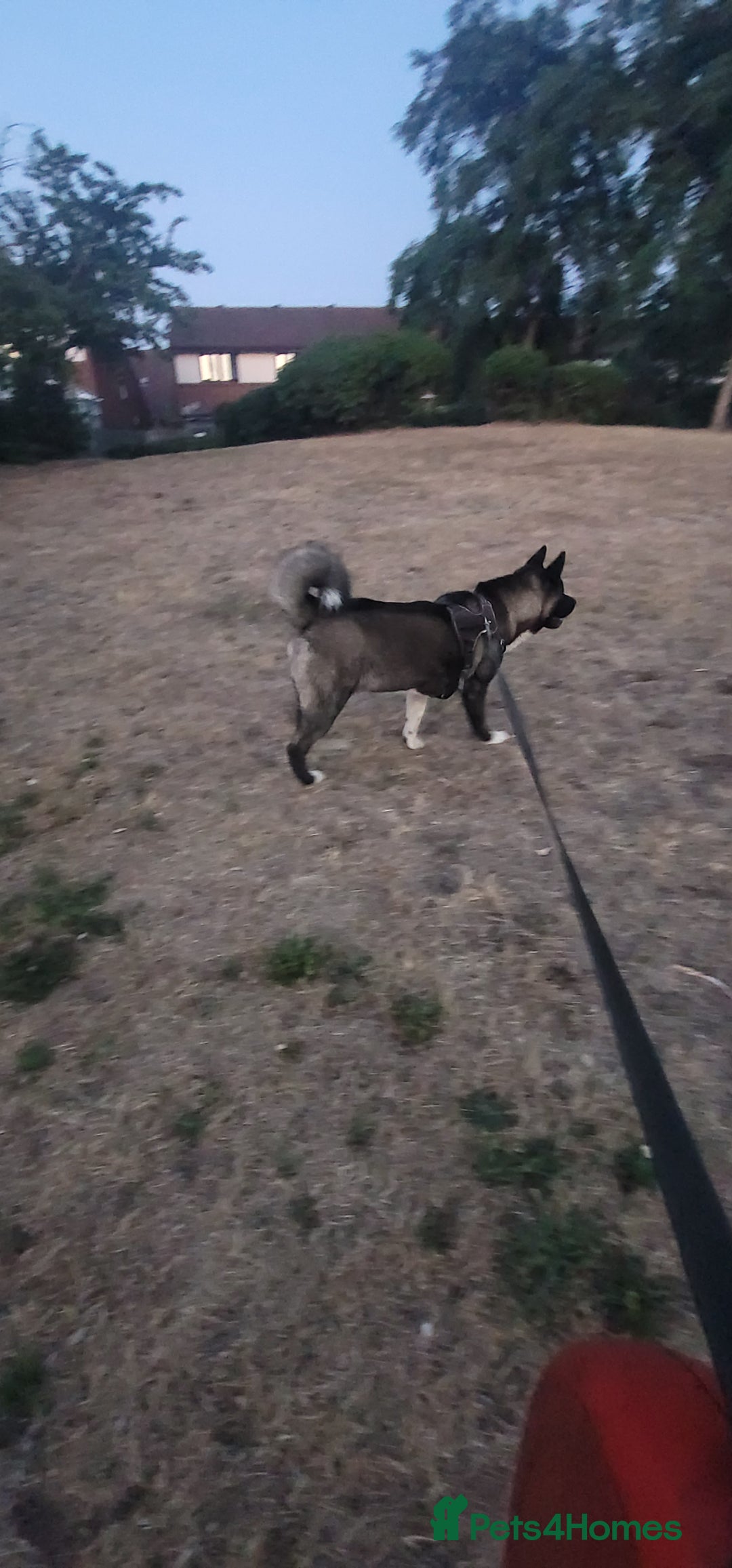 Akita dogs for sale: 11 month female akita. Very big boned - Image 1