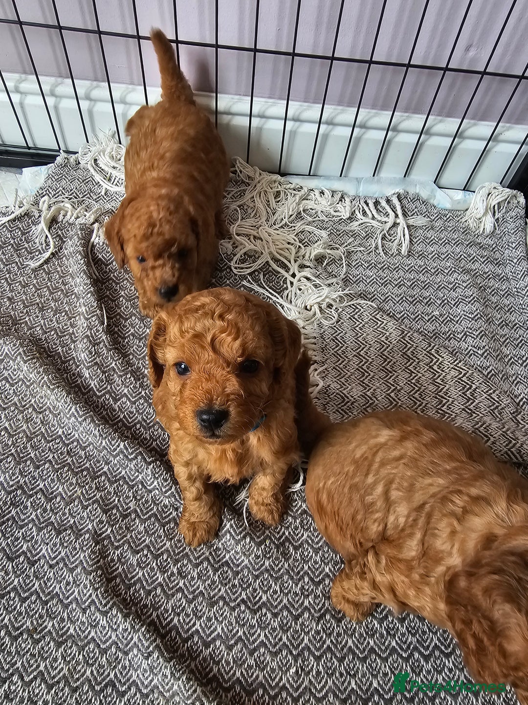 Cockapoo dogs for sale: Little teddy bears - Image 7