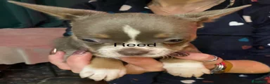 Reed