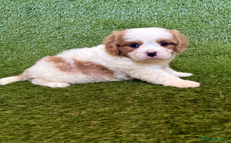 Cavalier King Charles Spaniel dogs - Advert 11