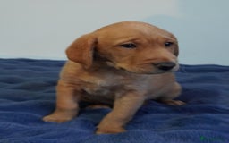 Labrador Retriever dogs for sale: Stunning KC Fox Red & Yellow Labrador Puppies - Image 4